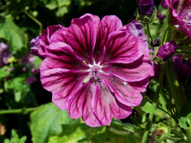 Sléz maurský (Malva mauritiana L.), vícečetný květ