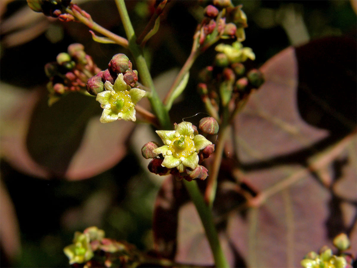 Ruj vlasatá (Cotinus coggygria Scop.), šestičetný květ (1)