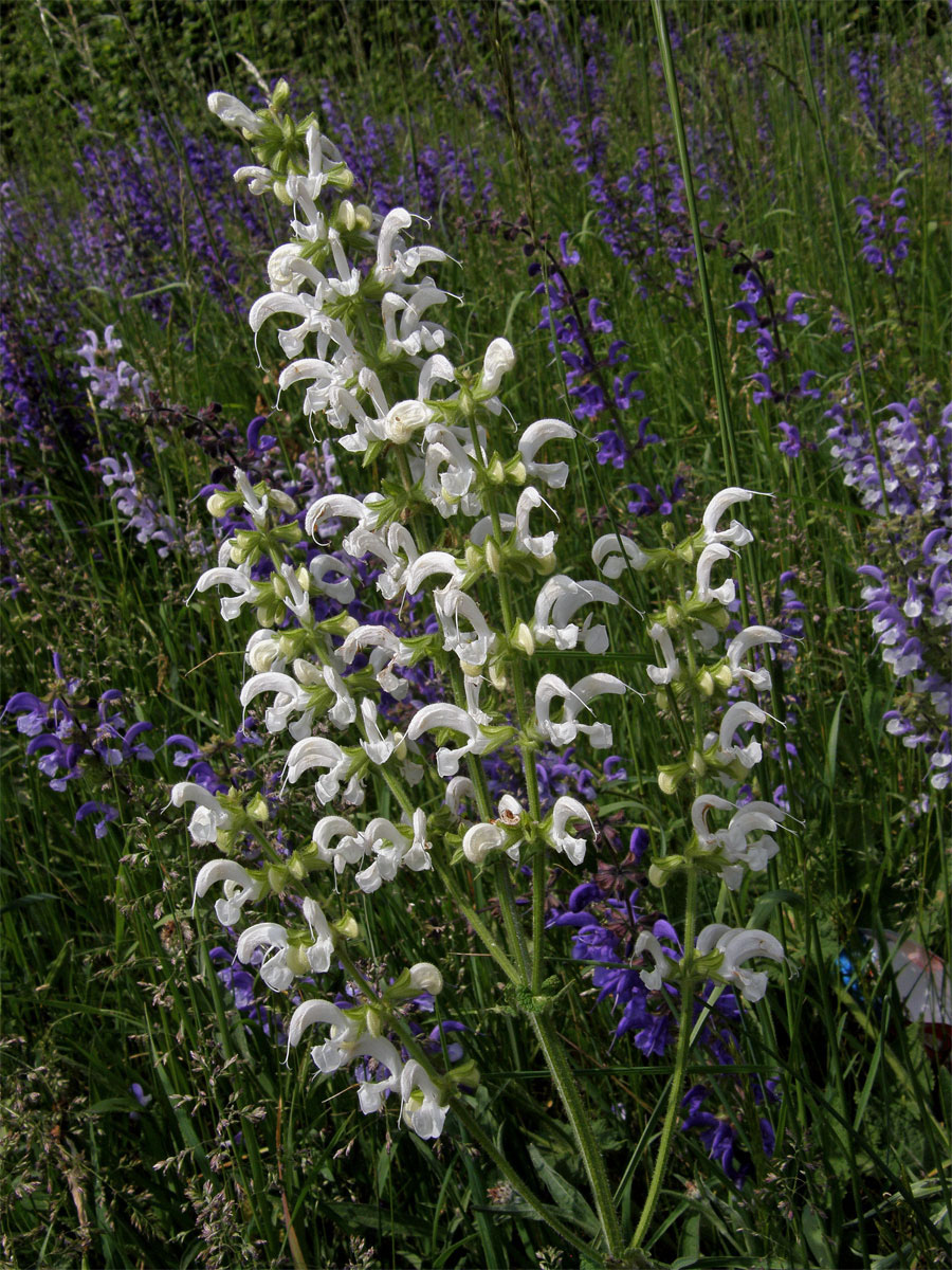 Šalvěj luční (Salvia pratensis L.) s bílými květy