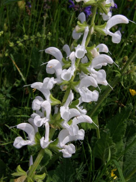 Šalvěj luční (Salvia pratensis L.) s bílými květy