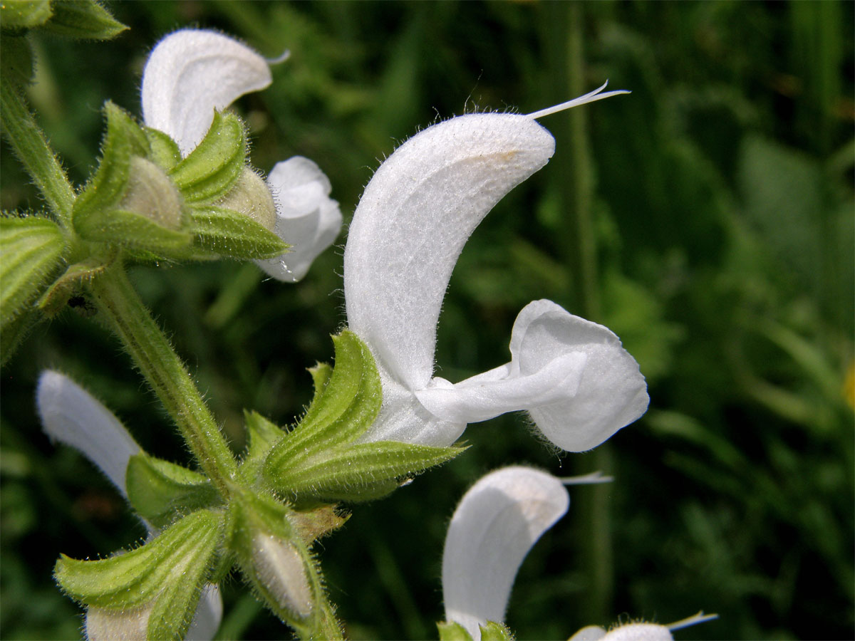 Šalvěj luční (Salvia pratensis L.) s bílými květy