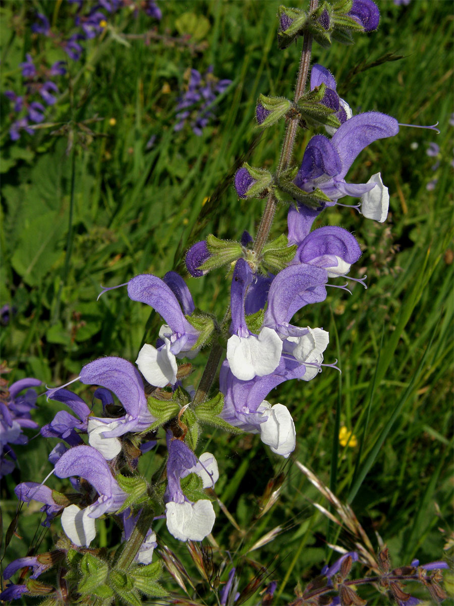 Šalvěj luční (Salvia pratensis L.) s květy modrobílými