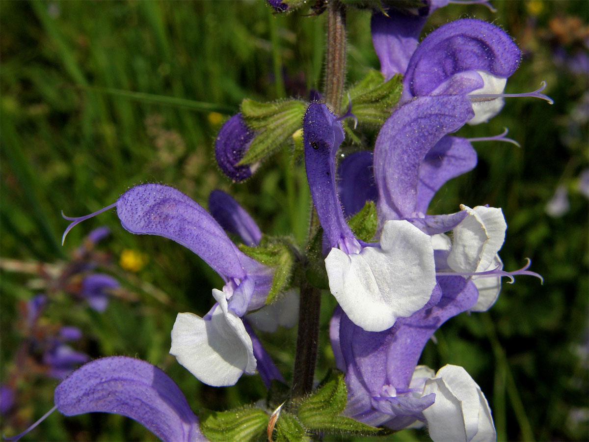 Šalvěj luční (Salvia pratensis L.) s květy modrobílými