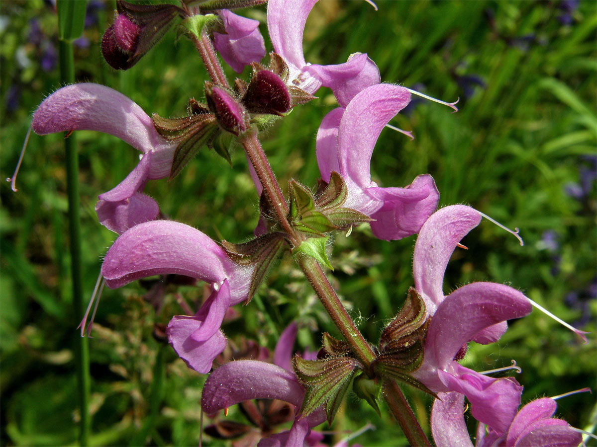 Šalvěj luční (Salvia pratensis L.) s růžovými květy