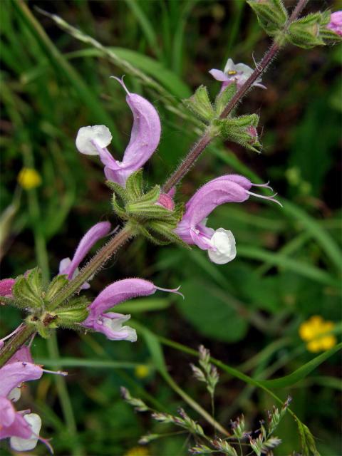 Šalvěj luční (Salvia pratensis L.) s růžovobílými květy