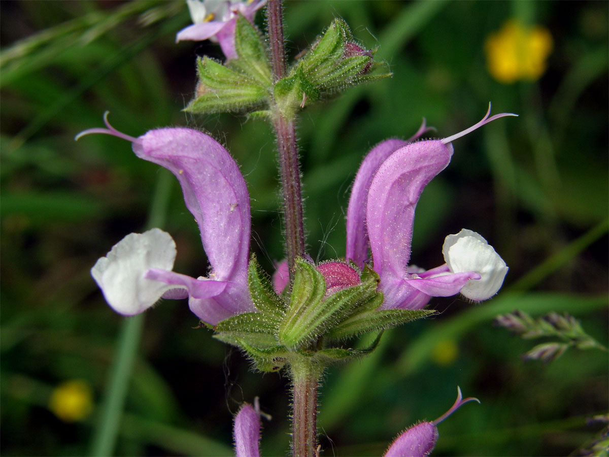 Šalvěj luční (Salvia pratensis L.) s růžovobílými květy