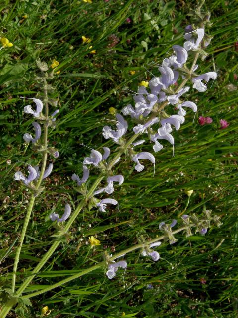 Šalvěj luční (Salvia pratensis L.) se světle modrými květy