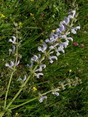 Šalvěj luční (Salvia pratensis L.) se světle modrými květy