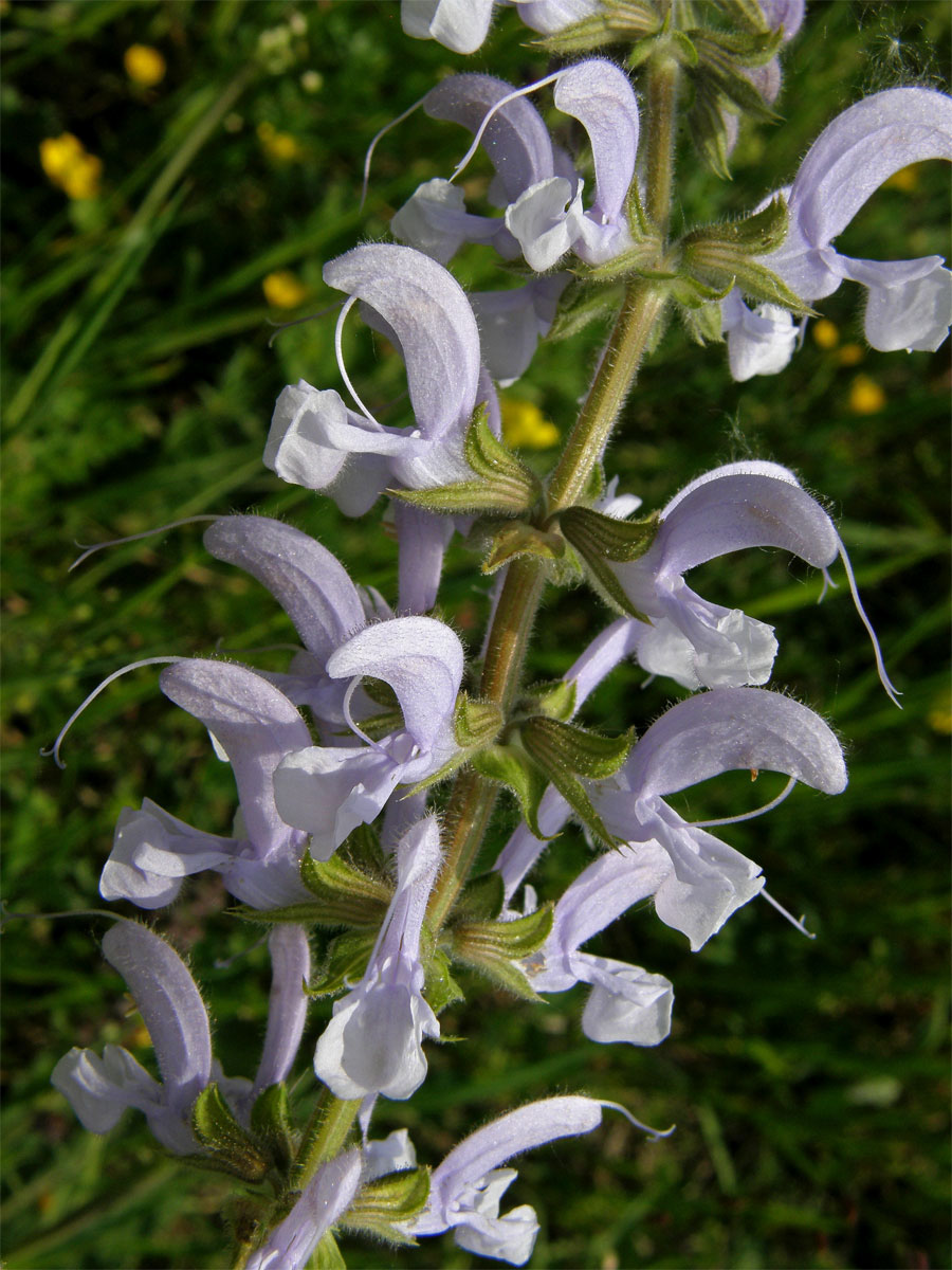 Šalvěj luční (Salvia pratensis L.) se světle modrými květy