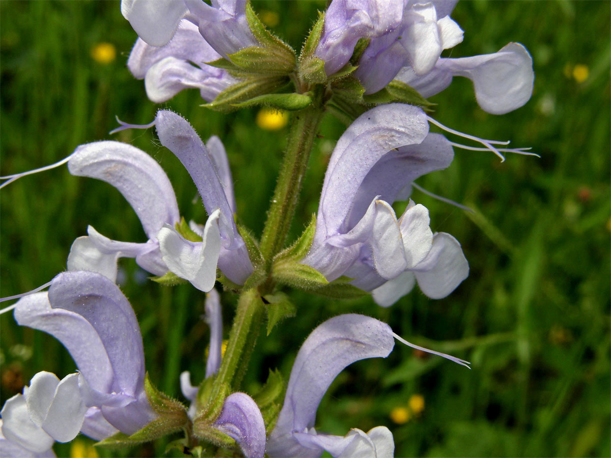 Šalvěj luční (Salvia pratensis L.) se světle modrými květy