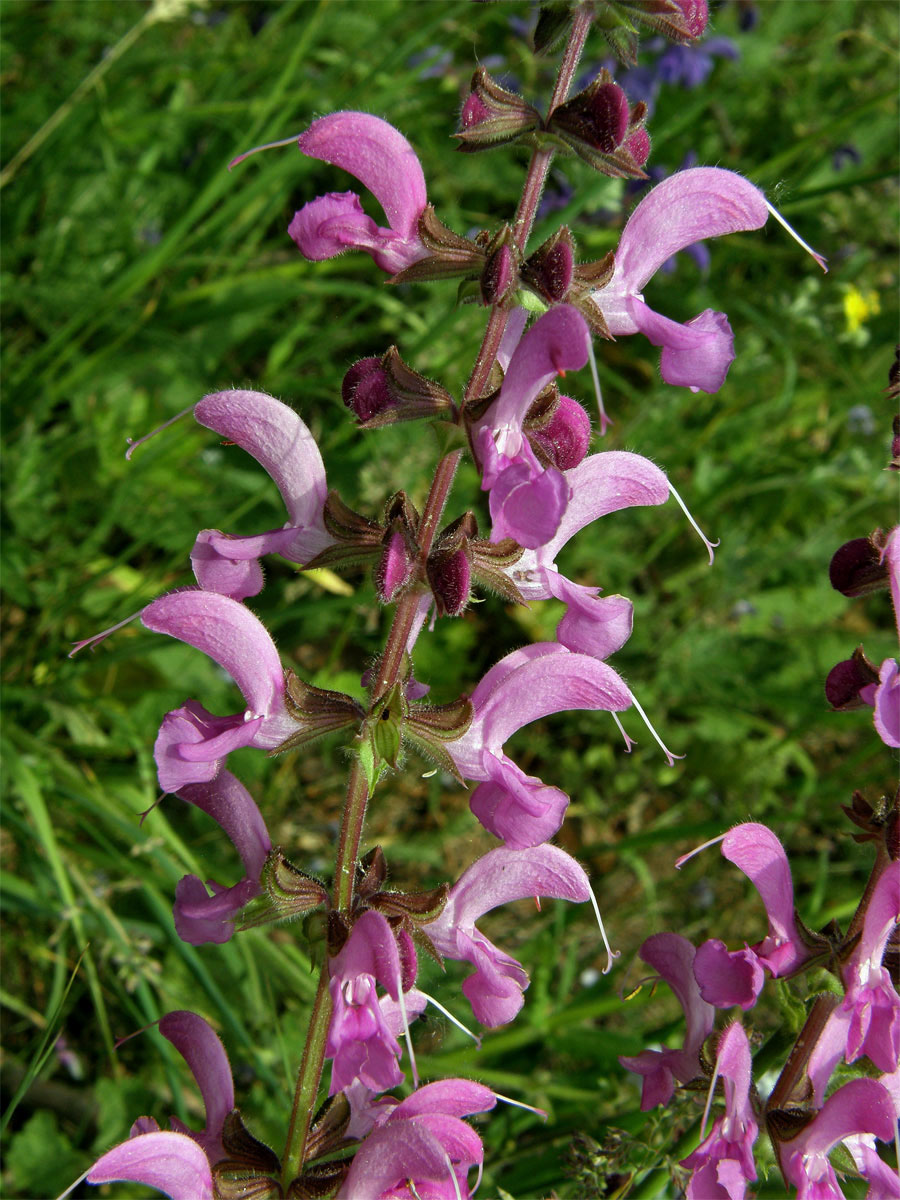 Šalvěj luční (Salvia pratensis L.) s růžovými květy