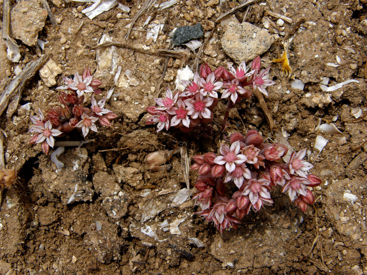 Rozchodník (Sedum caespitosum (Cavanilles) DC.)