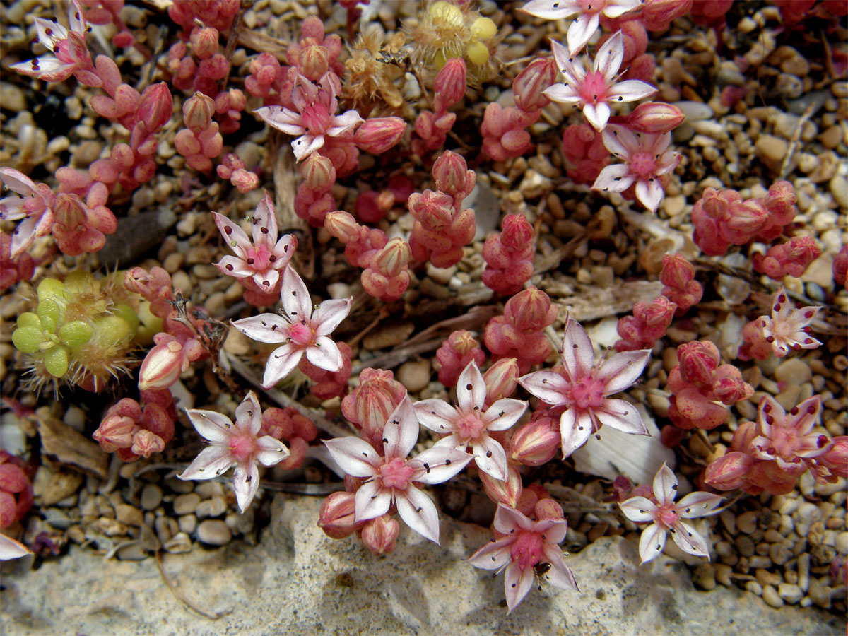 Rozchodník (Sedum caespitosum (Cavanilles) DC.)