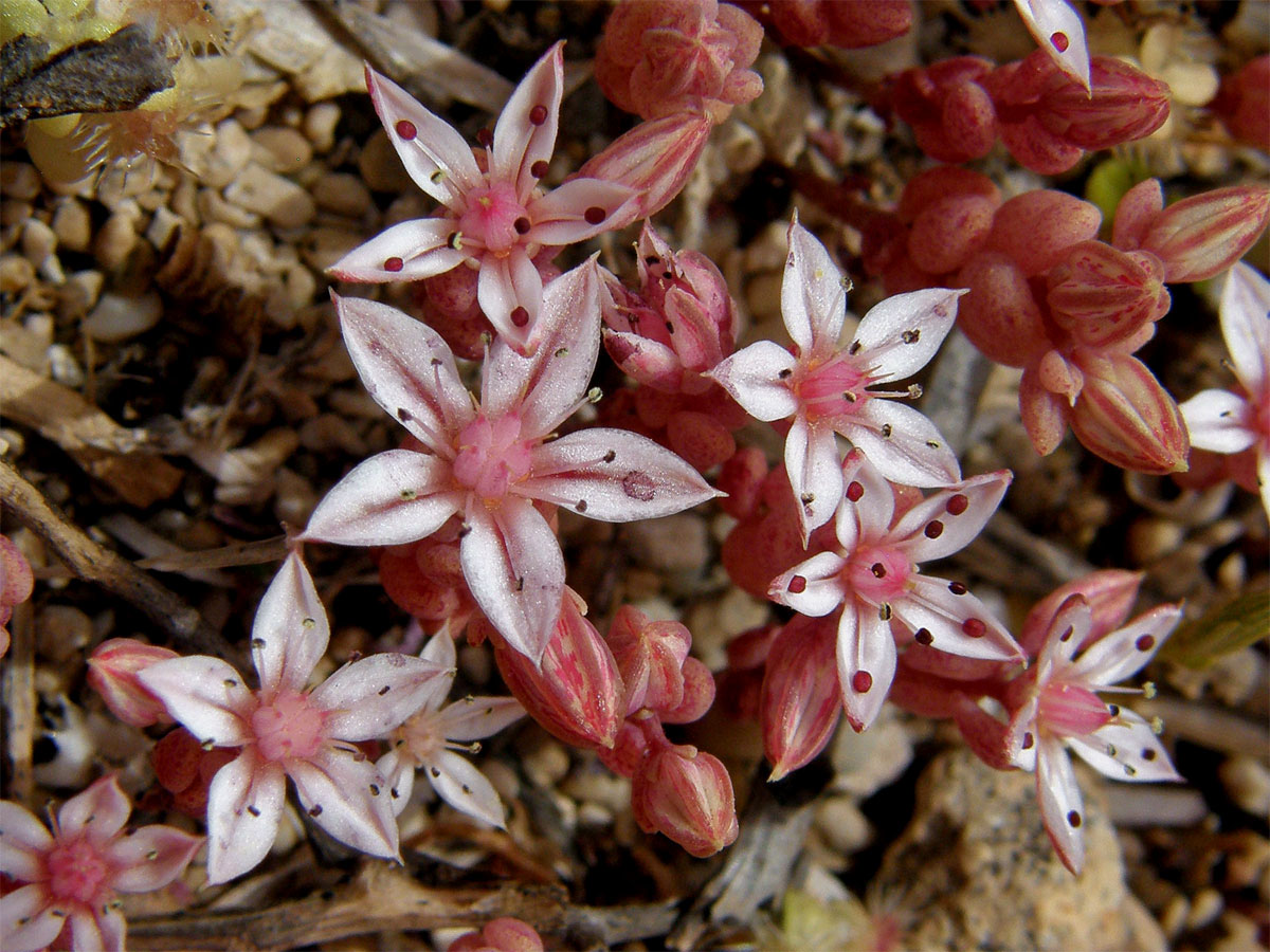 Rozchodník (Sedum caespitosum (Cavanilles) DC.)