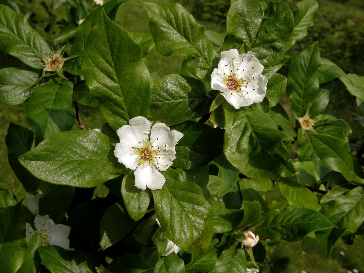 Mišpule obecná (Mespilus germanica L.)