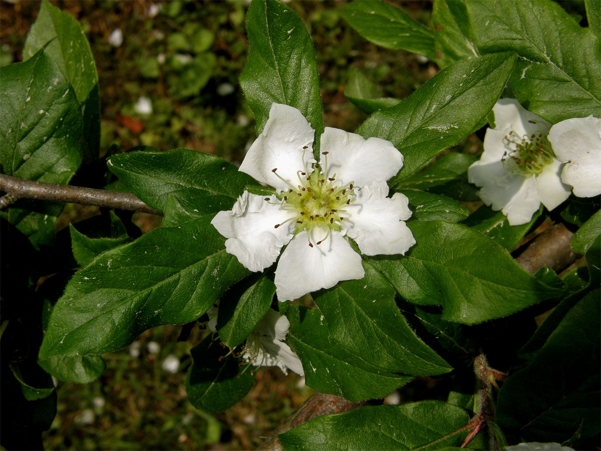 Mišpule obecná (Mespilus germanica L.)