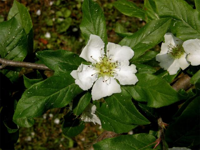 Mišpule obecná (Mespilus germanica L.)