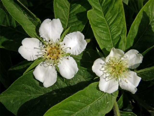 Mišpule obecná (Mespilus germanica L.)