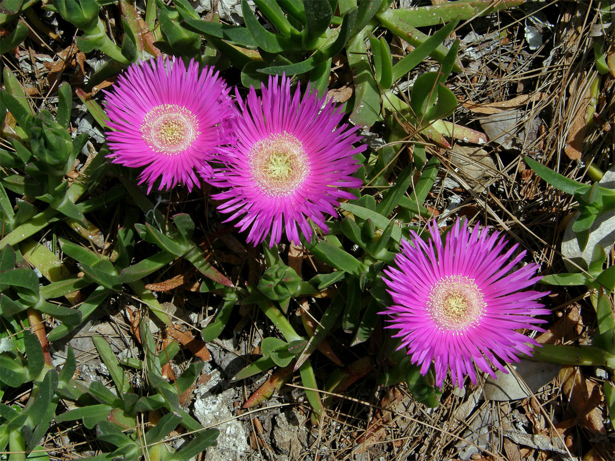 Kosmatcovník velkokvětý (Carpobrotus acinaciformis (L). L. Bolus)