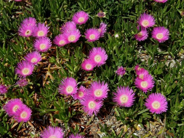 Kosmatcovník velkokvětý (Carpobrotus acinaciformis (L). L. Bolus)