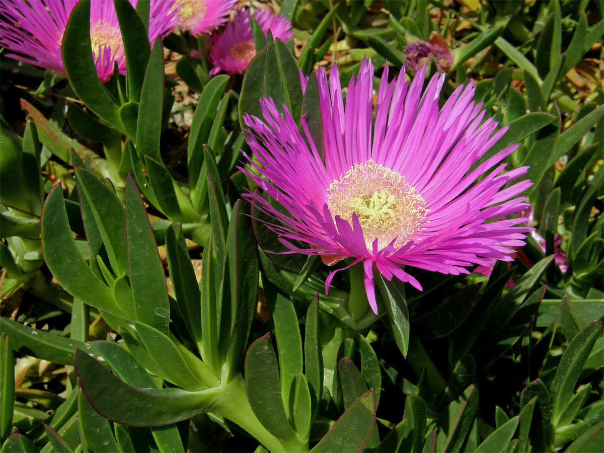 Kosmatcovník velkokvětý (Carpobrotus acinaciformis (L). L. Bolus)