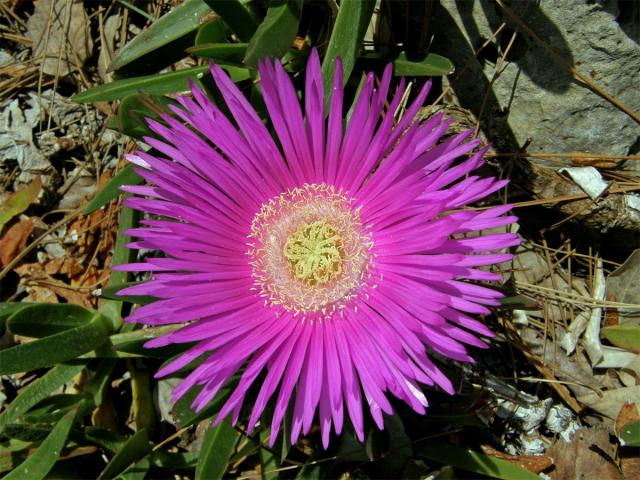 Kosmatcovník velkokvětý (Carpobrotus acinaciformis (L). L. Bolus)