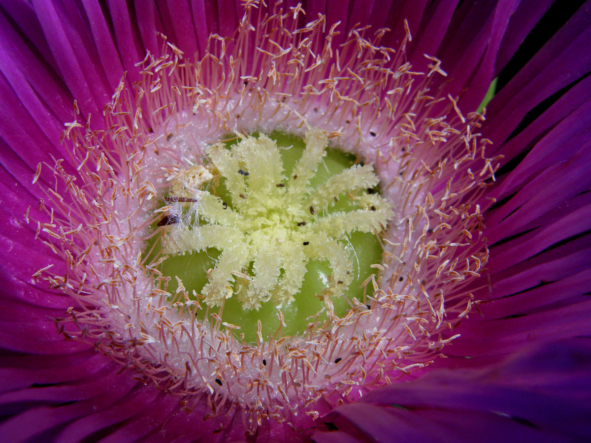 Kosmatcovník velkokvětý (Carpobrotus acinaciformis (L). L. Bolus)