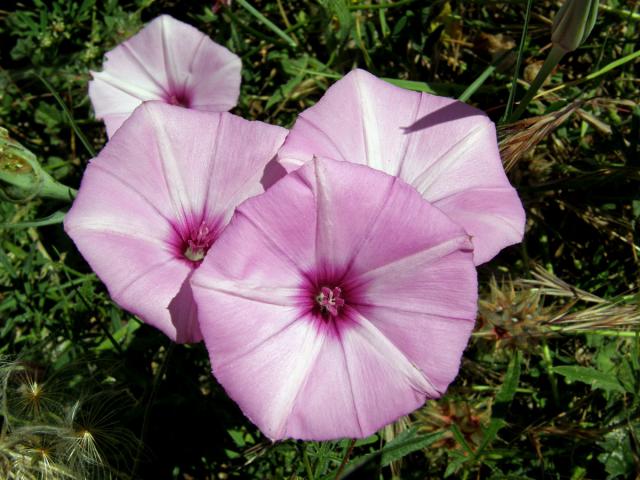 Svlačec proskurníkovitý (Convolvulus althaeoides L.)