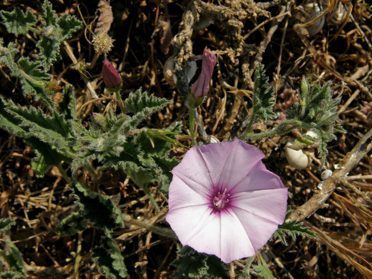 Svlačec proskurníkovitý (Convolvulus althaeoides L.)