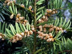 Tis červený (Taxus baccata L.)