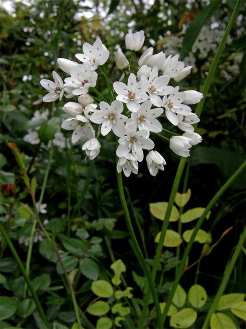 Česnek (Allium neapolitanum Cirillo)