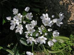 Česnek (Allium neapolitanum Cirillo)