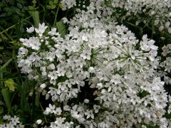 Česnek (Allium neapolitanum Cirillo)