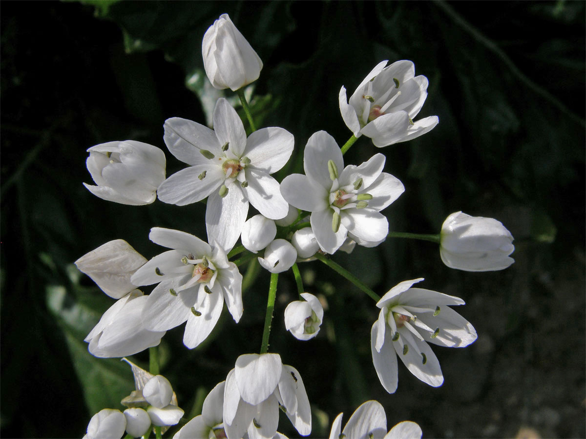 Česnek (Allium neapolitanum Cirillo)