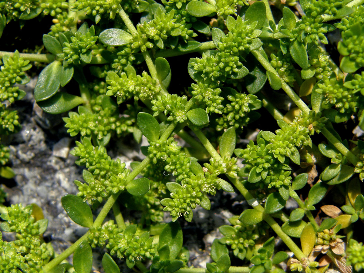 Průtržník lysý (Herniaria glabra L.)