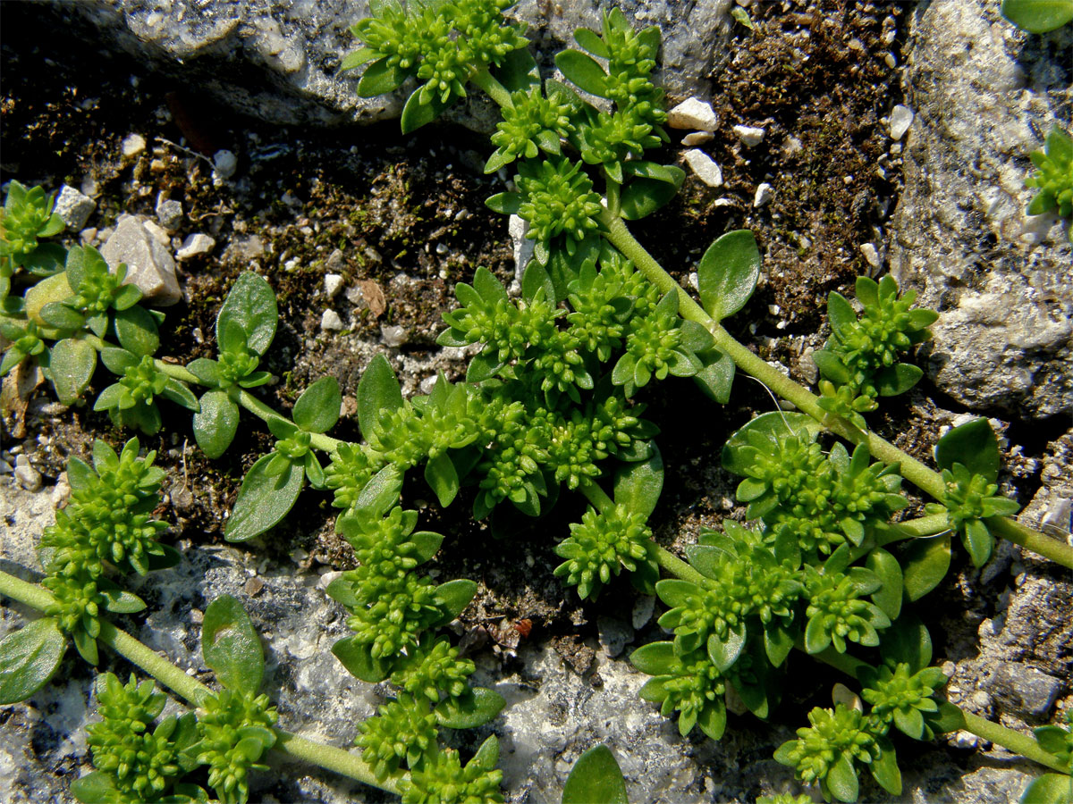 Průtržník lysý (Herniaria glabra L.)