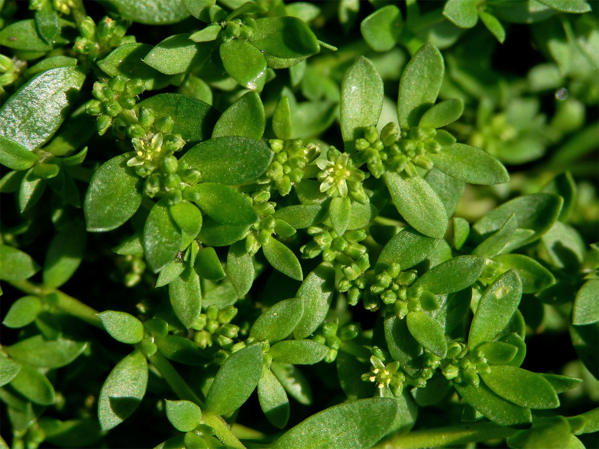 Průtržník lysý (Herniaria glabra L.)