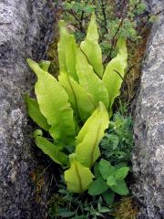 Jelení jazyk celolistý (Phyllitis scolopendrium (L.) Newman)