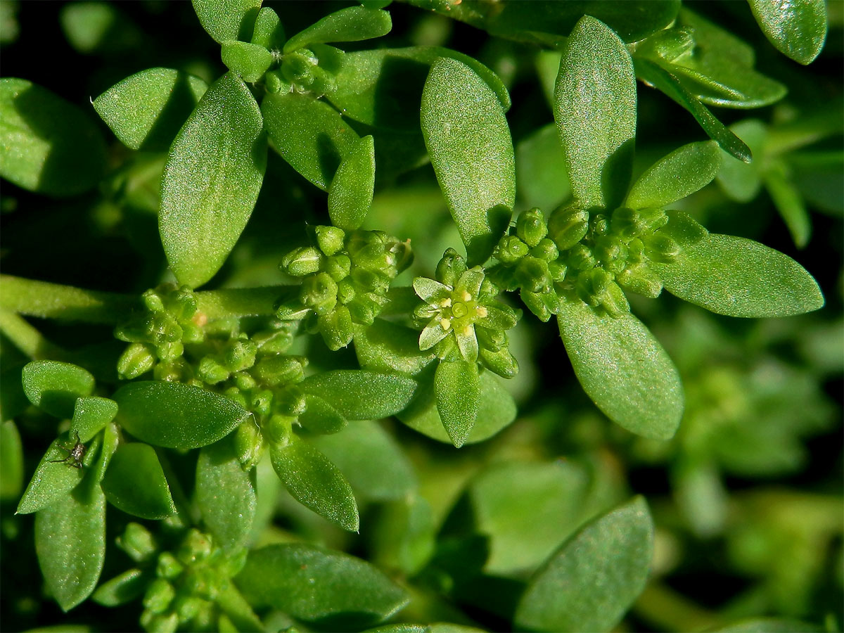 Průtržník lysý (Herniaria glabra L.)