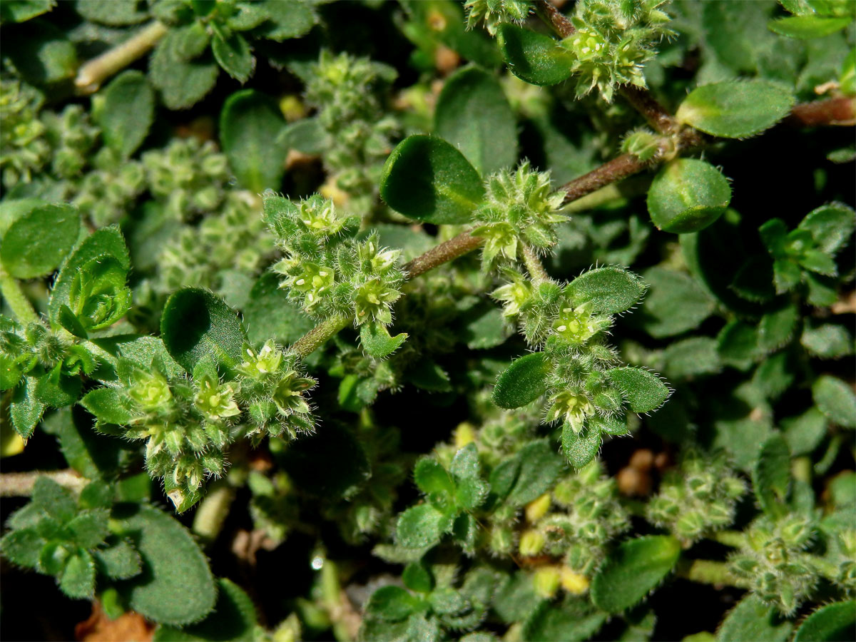 Průtržník chlupatý (Herniaria hirsuta L.)