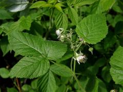 Ostružiník maliník (Rubus idaeus L.)