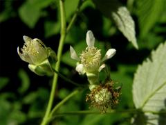 Ostružiník maliník (Rubus idaeus L.)