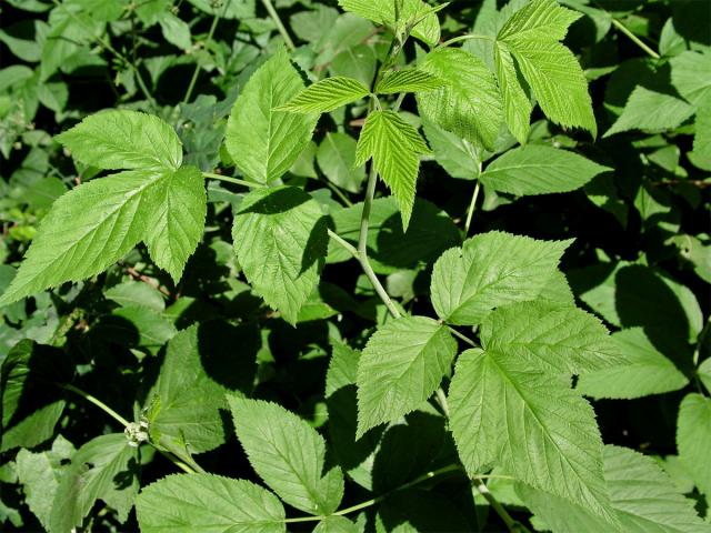 Ostružiník maliník (Rubus idaeus L.)