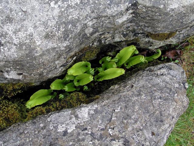 Jelení jazyk celolistý (Phyllitis scolopendrium (L.) Newman)