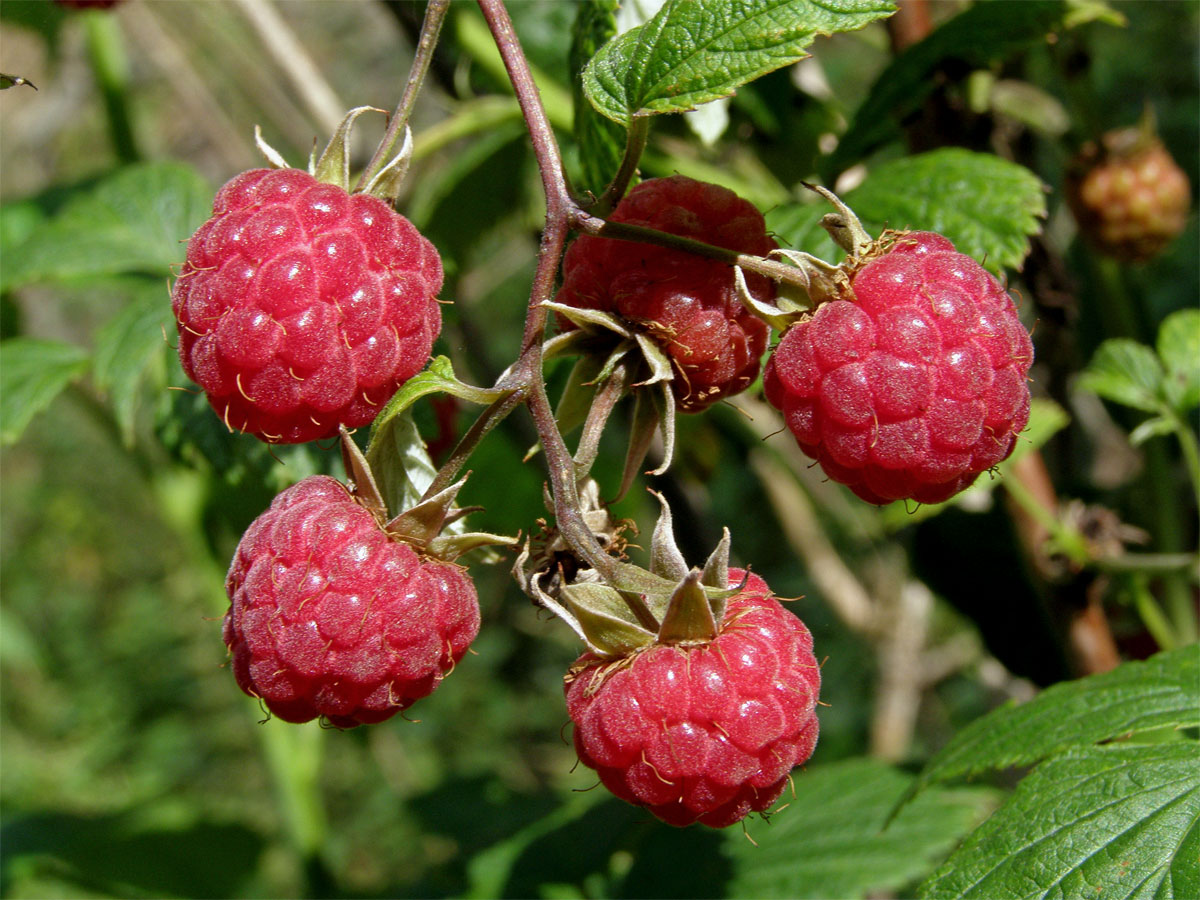 Ostružiník maliník (Rubus idaeus L.)