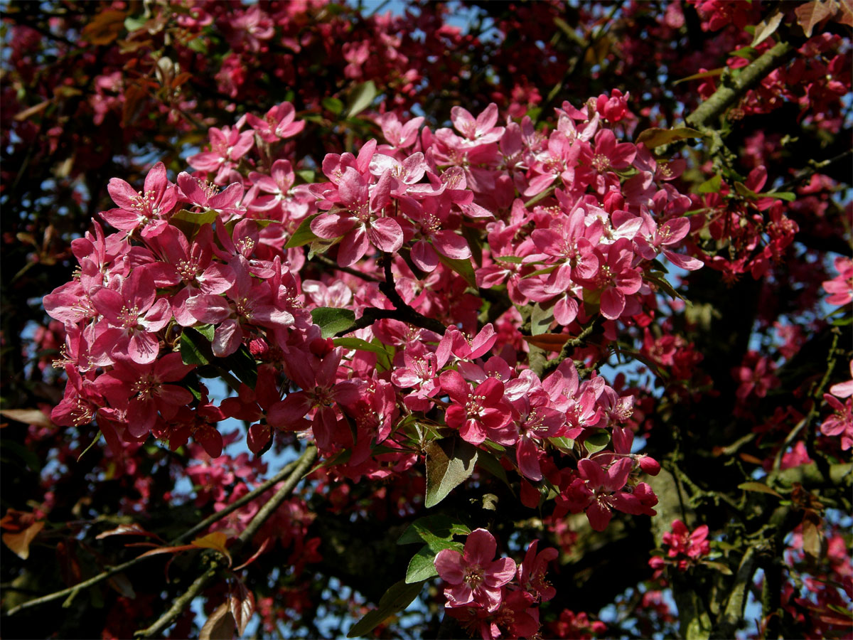 Jabloň nachová (Malus x purpurea (Barbier) Rehd.)