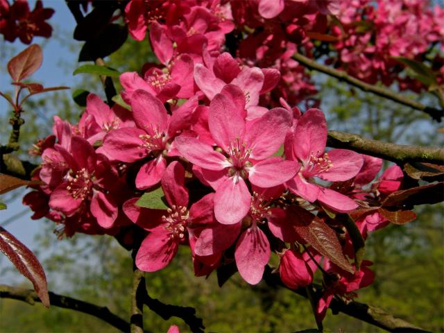 Jabloň nachová (Malus x purpurea (Barbier) Rehd.)