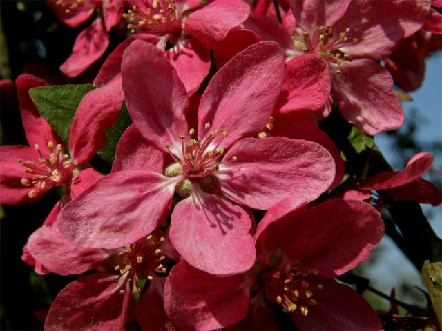 Jabloň nachová (Malus x purpurea (Barbier) Rehd.)