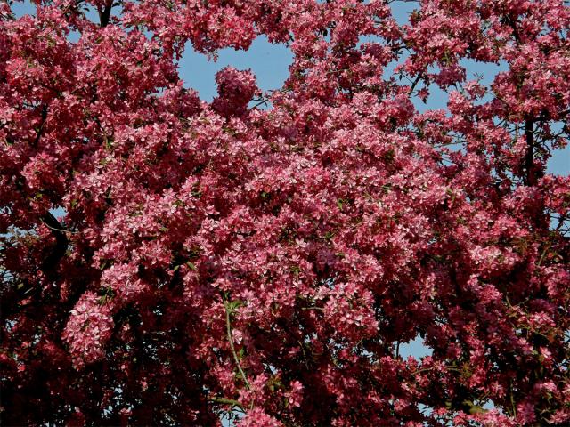 Jabloň nachová (Malus x purpurea (Barbier) Rehd.)