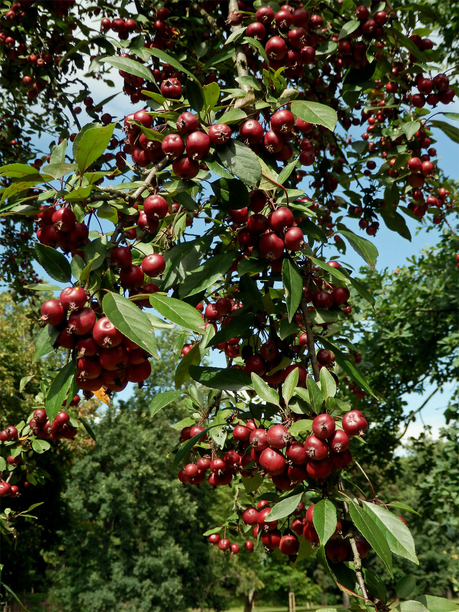 Jabloň nachová (Malus x purpurea (Barbier) Rehd.)